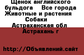 Щенок английского бульдога  - Все города Животные и растения » Собаки   . Астраханская обл.,Астрахань г.